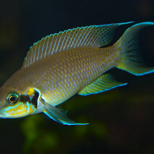 Neolamprologus brichardi / la Princesse du Burundi