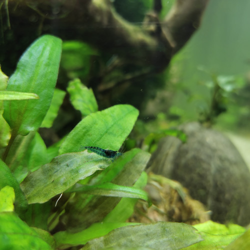 Neocaridina Davidi