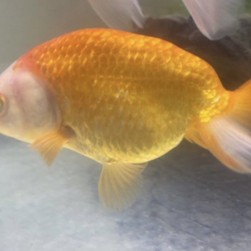 Oranda , ranchu