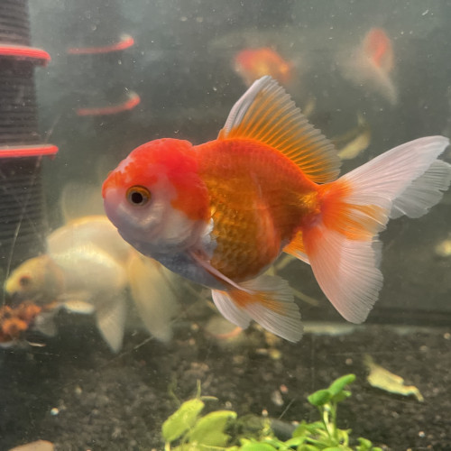 Oranda , ranchu