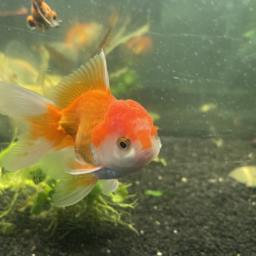 Oranda , ranchu