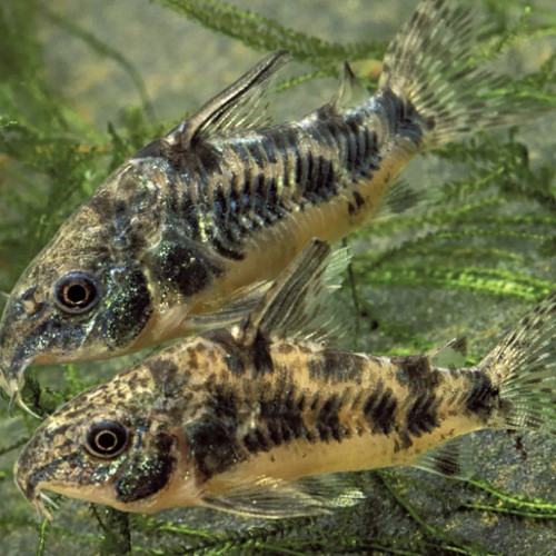 A placer Platys, kuhli et corydoras