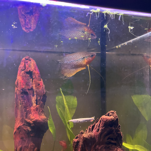 Gourami mâle