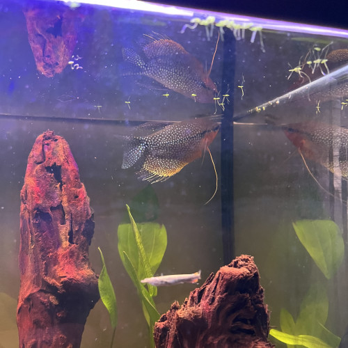 Gourami mâle