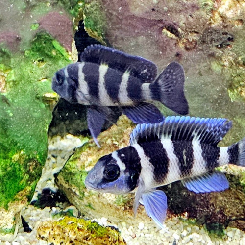 Neolamprologus tretocephalus