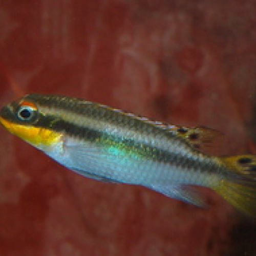 Donne femelle Pelvicachromis taen.niger.green