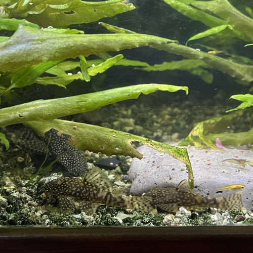 Lot : guppy, crevettes, ancistrus et plantes