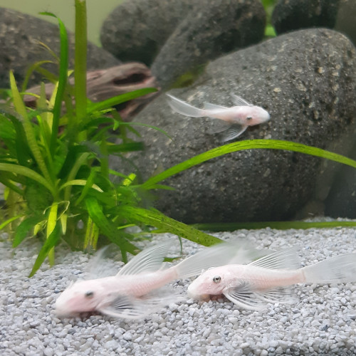 RARE L144 jeunes ancistrus Snow White longfin (à voile) , annonce en ligne = dispo