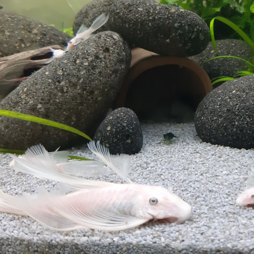 RARE L144 jeunes ancistrus Snow White longfin (à voile) , annonce en ligne = dispo