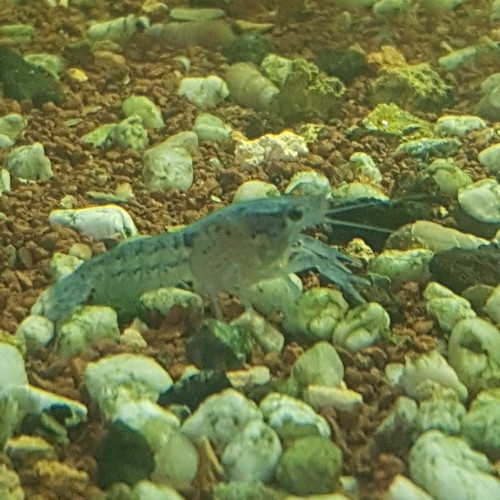 écrevisses bleues de Floride