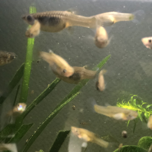 Guppy mâles ou femelle de différentes taille