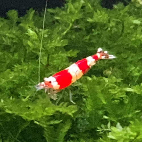 Caridina cantonensis « red Crystal - CRS »