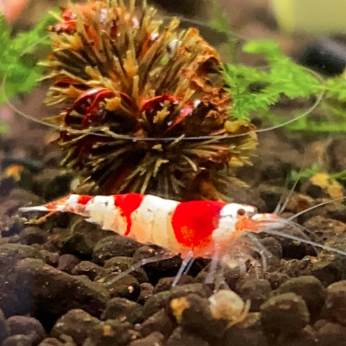 Caridina cantonensis « red Crystal - CRS »