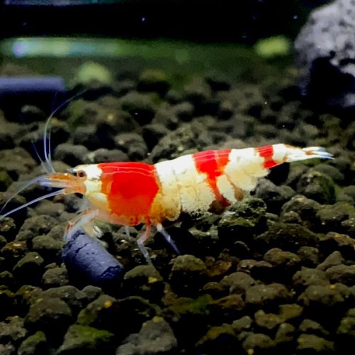 Caridina cantonensis « red Crystal - CRS »