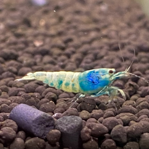 Caridina cantonensis « Taiwan bee - Blue Bolt »