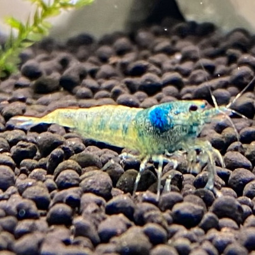 Caridina cantonensis « Taiwan bee - Blue Bolt »