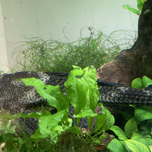 Don de pleco