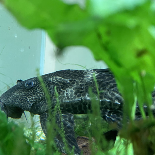 Don de pleco