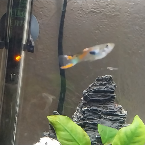 Guppys Endler mâles