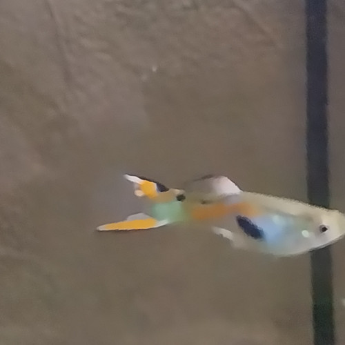 Guppys Endler mâles