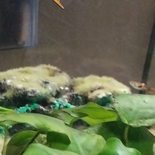 Guppys Endler mâles