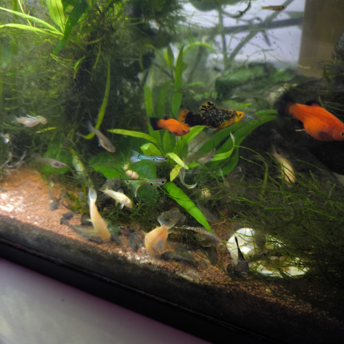 Guppys ancistrus platys