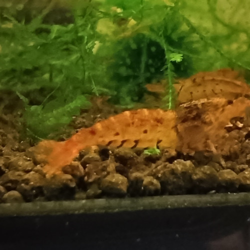 Crevettes tiger tangerine