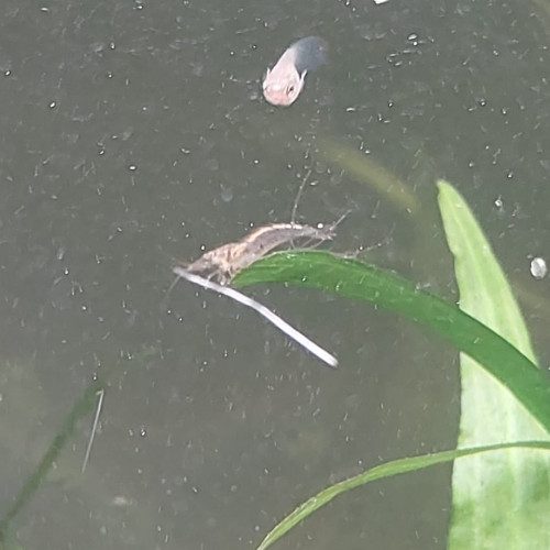 Crevettes neocaridina déclassées