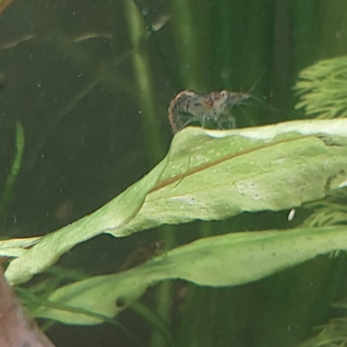 Crevettes neocaridina déclassées