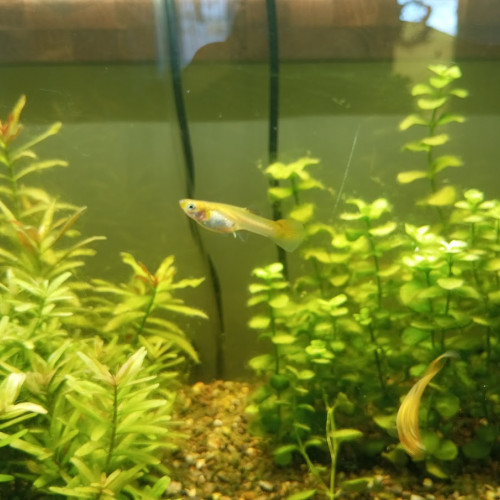 Guppy juvenile