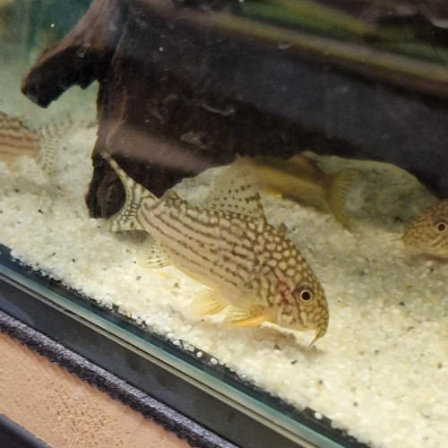 Corydoras sterbai