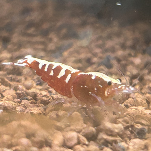 Don 3 crevette caridina fishbone galaxy red