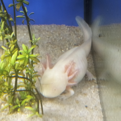 Don axolotl albinos