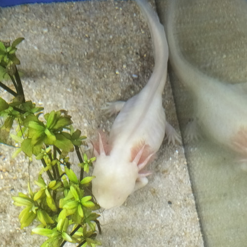 Don axolotl albinos