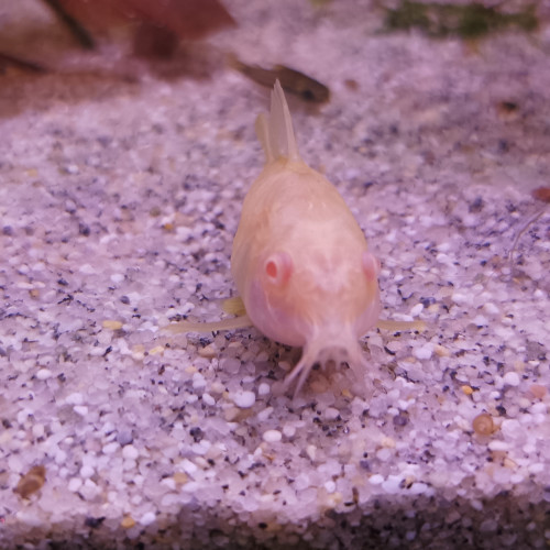 Corydoras