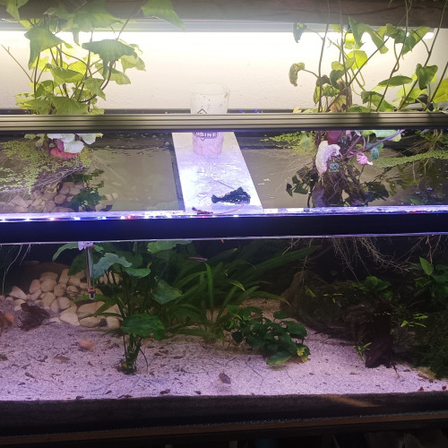 Aquarium complet et meuble