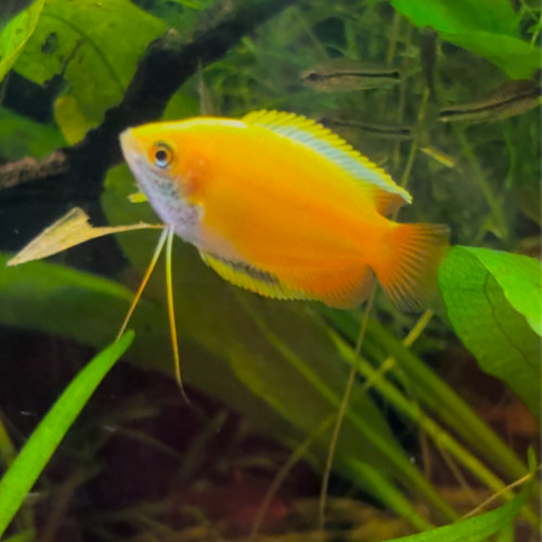 Trichogaster chuna miel Gold / Gourami mâle