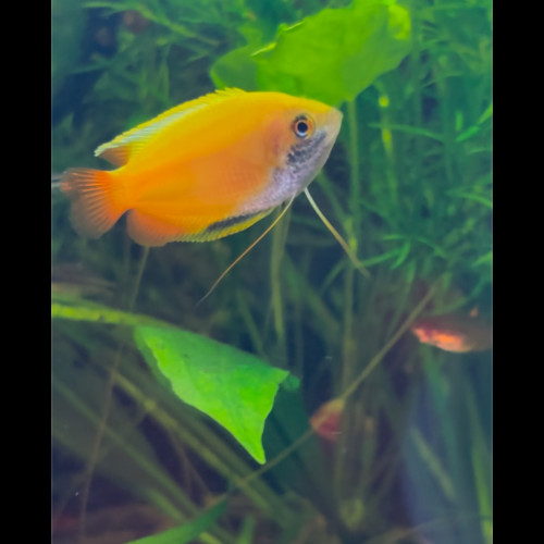 Trichogaster chuna miel Gold / Gourami mâle