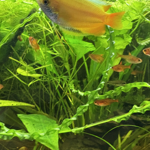 Trichogaster chuna miel Gold / Gourami mâle