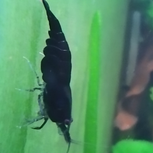 Neocaridina Davidi Blue Velvet crevettes bleues