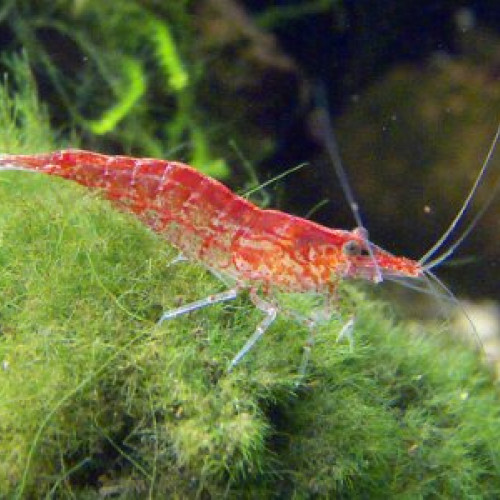 Neocaridina Davidi Red Cherry crevettes rouges