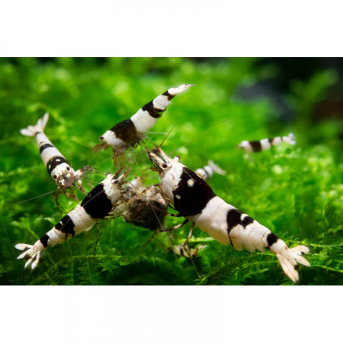 Caridina Cantonensis crystal black