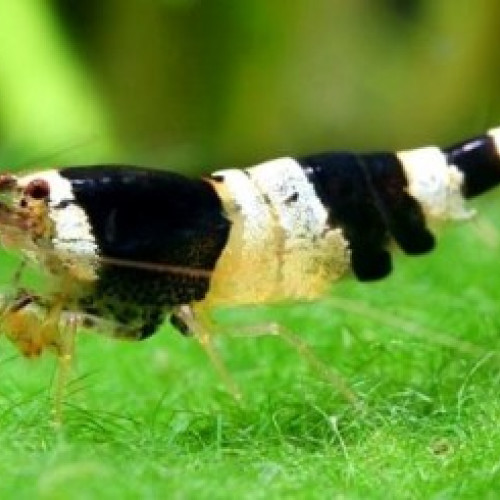 Caridina Cantonensis crystal black