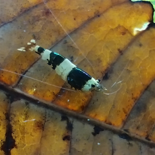 Caridina Cantonensis crystal black