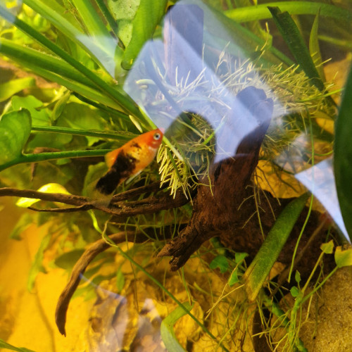 Black mollys, platys ,échange contre crevettes, planorbes