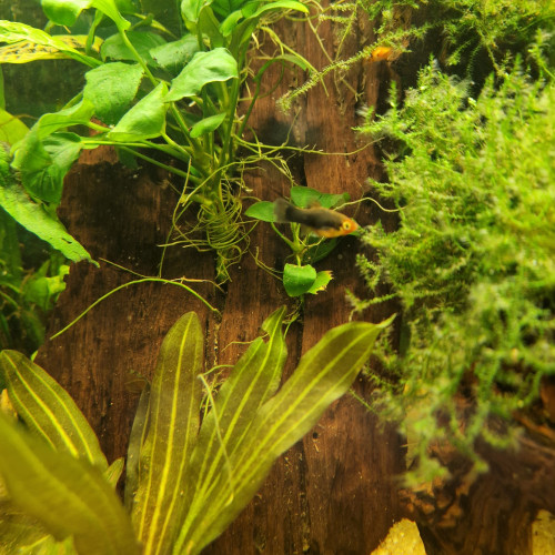 Black mollys, platys ,échange contre crevettes, planorbes