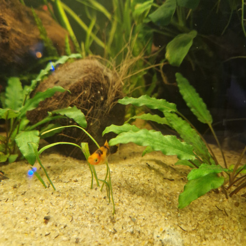 Black mollys, platys ,échange contre crevettes, planorbes