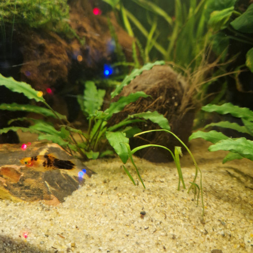 Black mollys, platys ,échange contre crevettes, planorbes