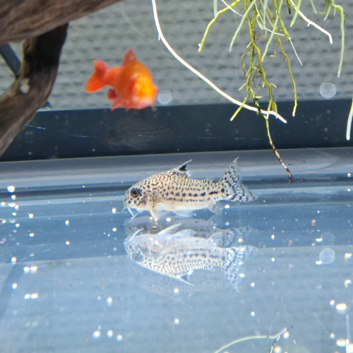 Don corydoras Julii