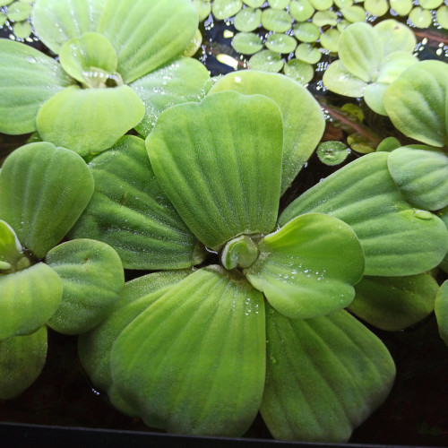 Laitue d'eau (pistia stratiote)